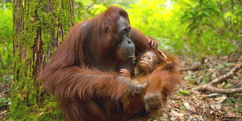 Viaje a Malasia al completo con orangutanes