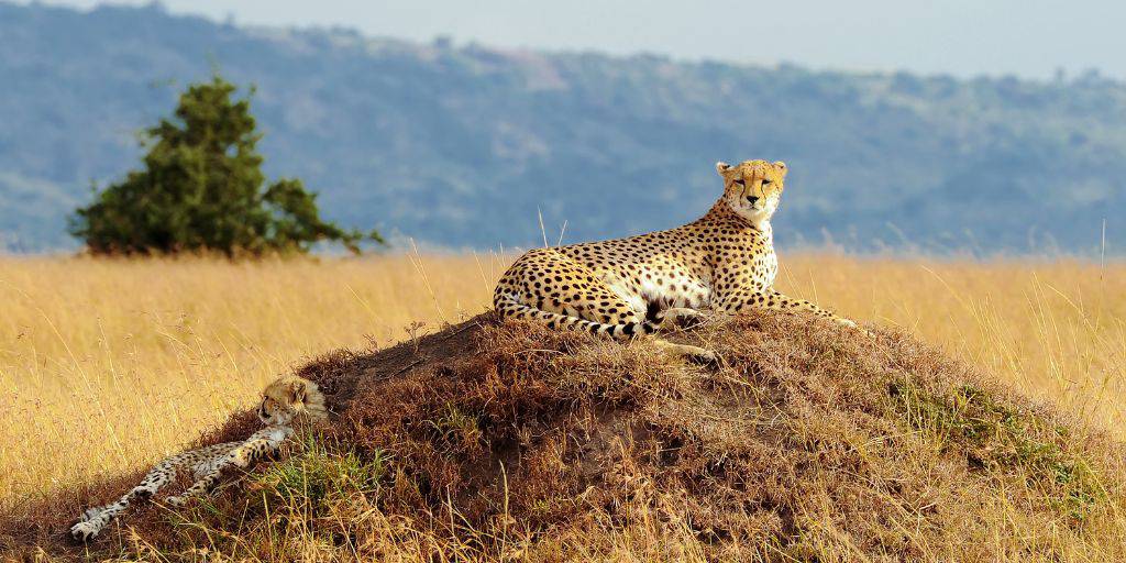 Conoce el contraste de la naturaleza más salvaje y la capital más cosmopolita con nuestro safari organizado por Kenia de 7 días 1