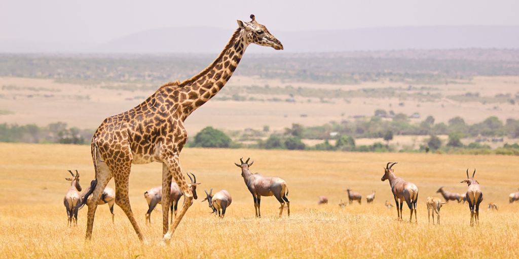 Conoce el contraste de la naturaleza más salvaje y la capital más cosmopolita con nuestro safari organizado por Kenia de 7 días 1