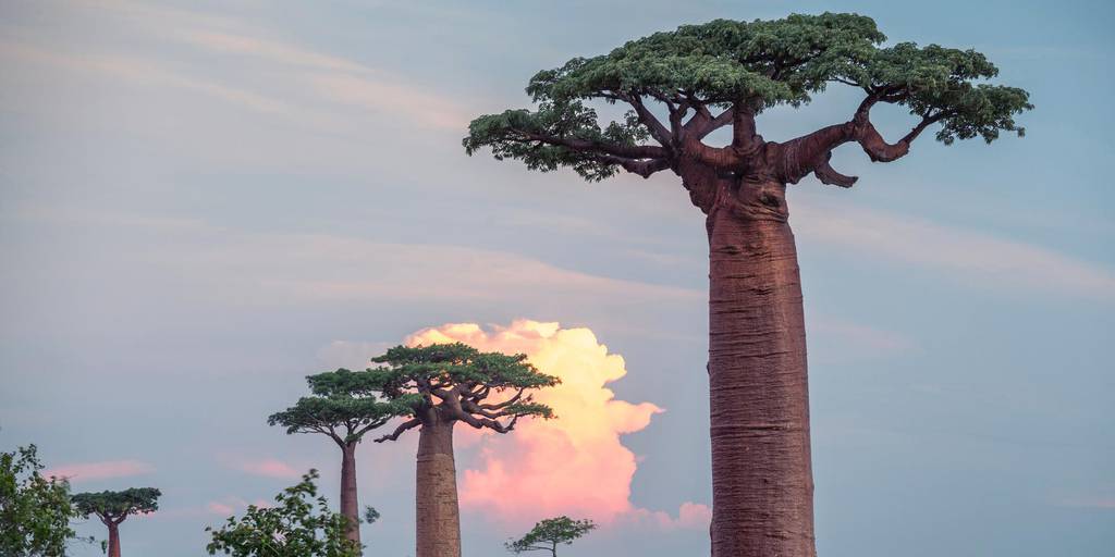 Un viaje a Madagascar es un mundo natural por descubrir. Explora Antananarivo, Morondava y las Reservas de Kirindy, Reniala e Isalo. Un viaje para observar lémures y árboles de baobabs. 3