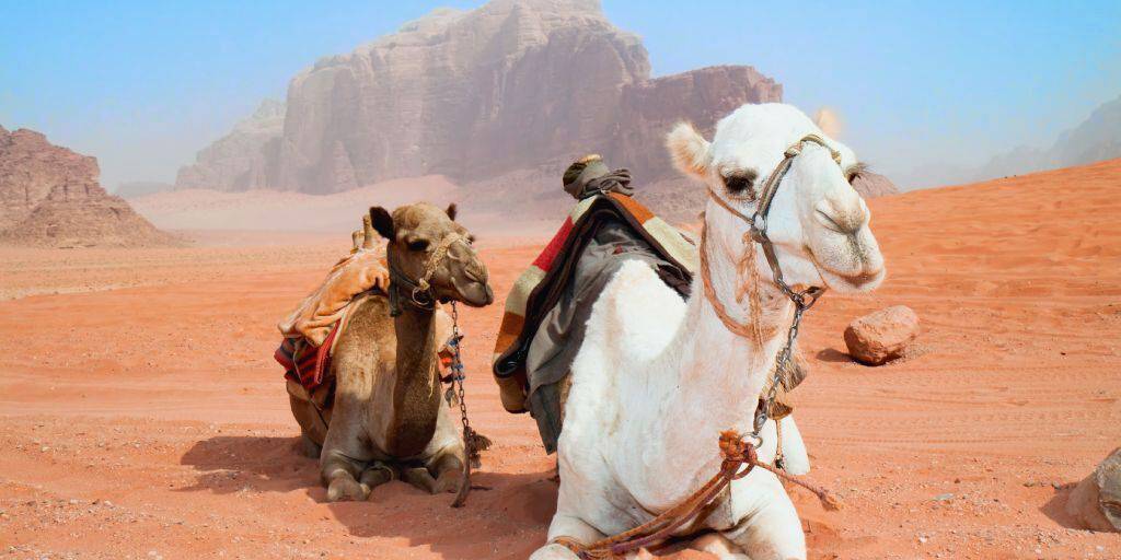 Vive aventuras de ensueño con este viaje a Jordania y el Mar Muerto. Descubre Petra, el desierto de Lawrence de Arabia y la capital, Amman. 4