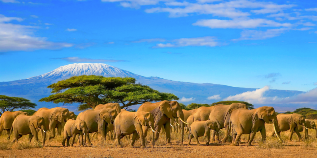 Sabanas de película, animales impresionantes, Mombasa... Conoce esto y más con este viaje de safari por Kenia y sus playas de 10 días. 5