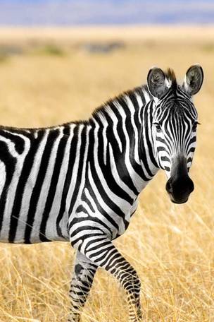 Imagen del viaje: Safari por Kenia y playas de Zanzíbar en 10 días