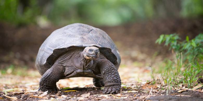 Crucero por las islas Galápagos de 11 días