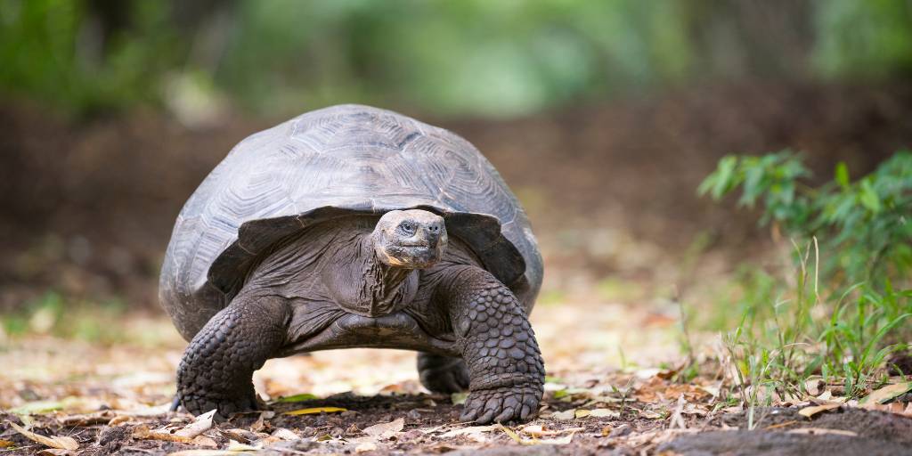 Nuestro viaje a Galápagos nos llevará a conocer sus islas y caletas más asombrosas a través de un crucero por sus tierras volcánicas. Además en este viaje a Ecuador conoceremos Quito, la capital. 1