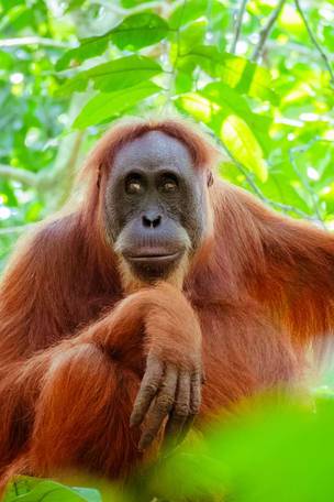 Imagen del viaje: Viaje a Bali y Java con orangutanes de Borneo 13 días