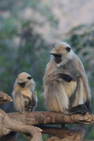 Imagen del viaje: Viaje a India con safari en Ranthambore de 11 días