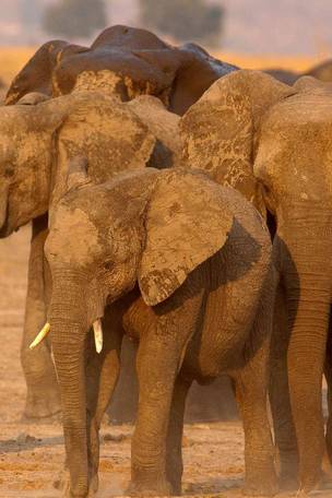 Imagen del viaje: Viaje a Namibia, Chobe y Cataratas Victoria de 12 días