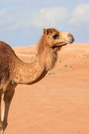 Imagen del viaje: Viaje a Omán: la joya de Arabia en 8 días