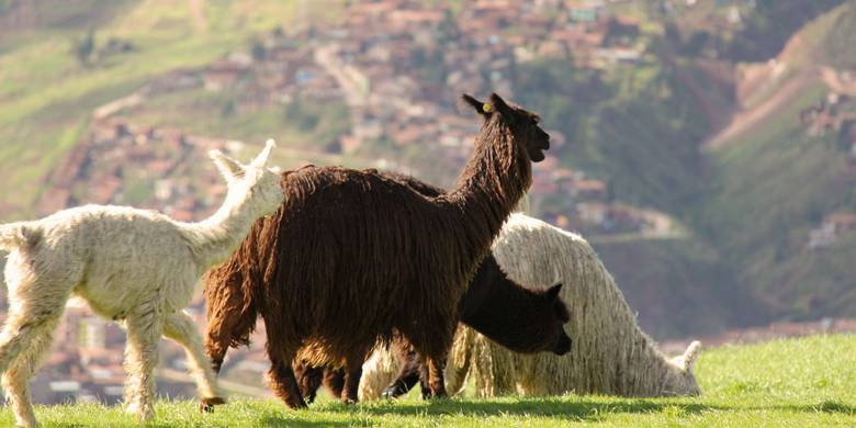 Viaje a Perú de 8 días