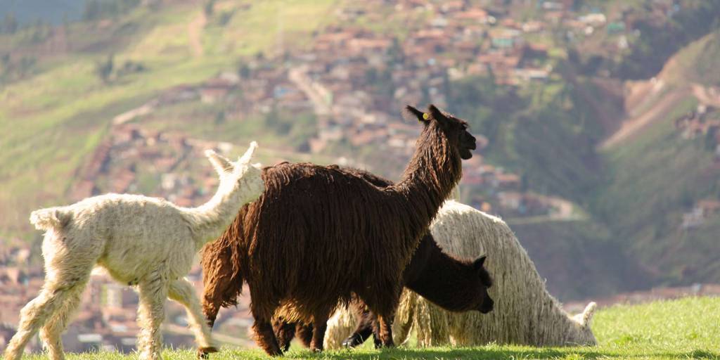 Con este viaje a Perú de 8 días podrás visitar las fascinantes zonas imprescindibles de Perú: Lima, Cusco, Machu Picchu y Valle Sagrado. 1