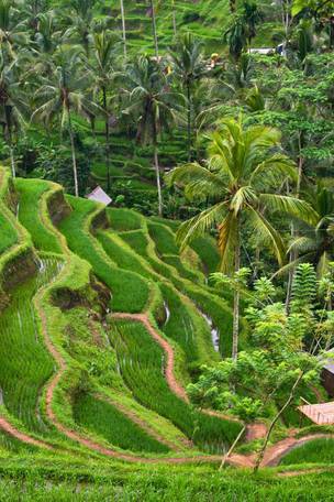 Imagen del viaje: Viaje a las islas de Indonesia de 10 días