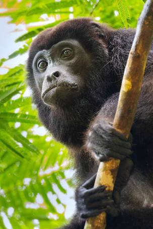 Imagen del viaje: Viaje a lo mejor de Costa Rica en 12 días: Tortuguero, Monteverde y playas de Manuel Antonio