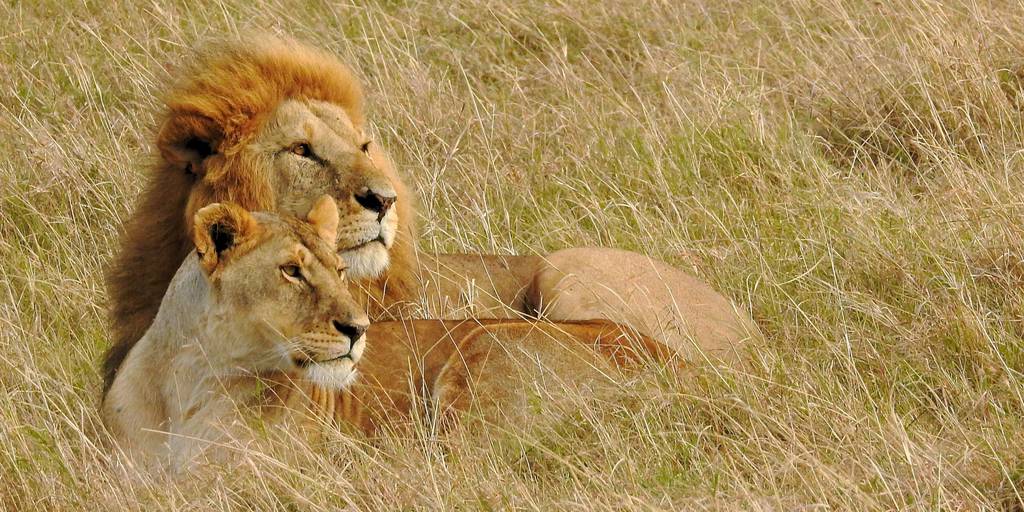 Conoce el contraste de la naturaleza más salvaje y la capital más cosmopolita con nuestro safari organizado por Kenia de 7 días 3