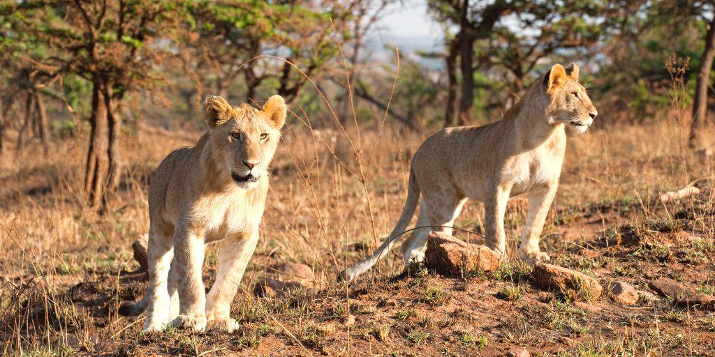 Descubre la esencia de África con este viaje a Tanzania con safari a Parque Nacional de Serengeti y Ngorongoro. Vive la aventura y observa de cerca la salvaje fauna africana. 3