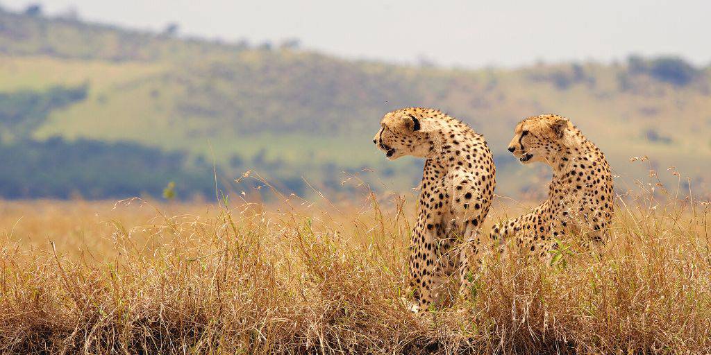Este Safari en Kenia de 8 días te llevará por el corazón de África. Durante una semana, disfrutaremos de los safaris más impresionantes. 2