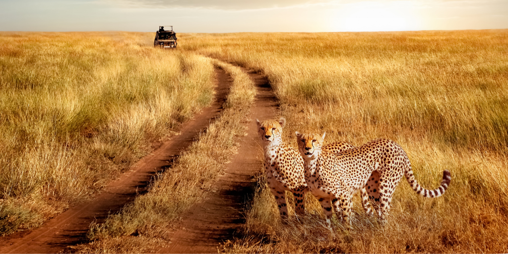 Aprovecha la oferta de Black Friday para conocer la naturaleza más salvaje con nuestro safari organizado por Kenia de 7 días 1