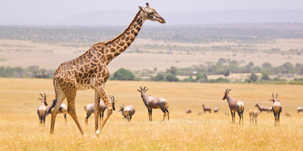 Aprovecha la oferta de Black Friday para conocer la naturaleza más salvaje con nuestro safari organizado por Kenia de 7 días 3