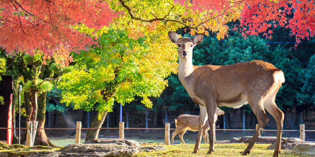 Con este viaje a Japón conocerás lo esencial del país. Tokio fusiona paisajes urbanos con jardines imperiales, Kioto conserva toda su tradición y en Osaka podrás conocer los ciervos de Nara. 6