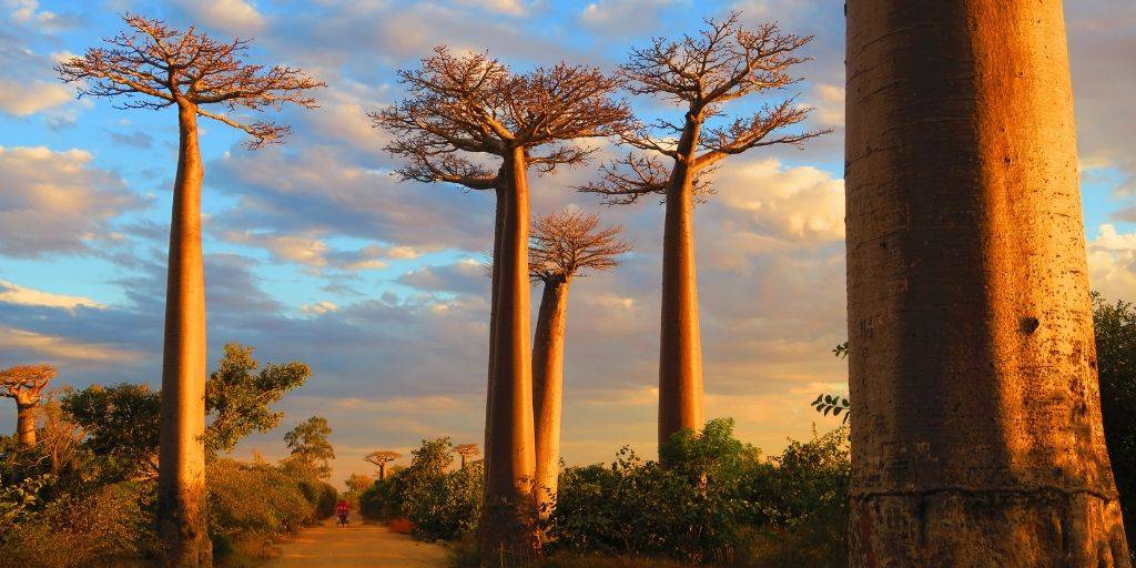 Descubre paisajes naturales exuberantes, árboles sagrados gigantes e inmensos parques naturales con este viaje a Madagascar. 2