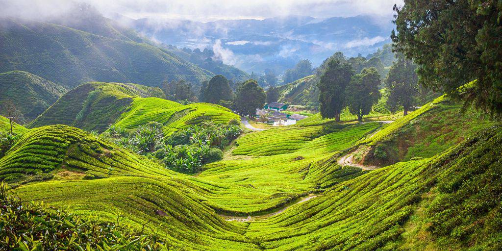 Un viaje a Malasia es una aventura llena de nuevas experiencias. Conoce la vibrante Kuala Lumpur, las plantaciones de té de Cameron Highlands y los templos de Penang. 1