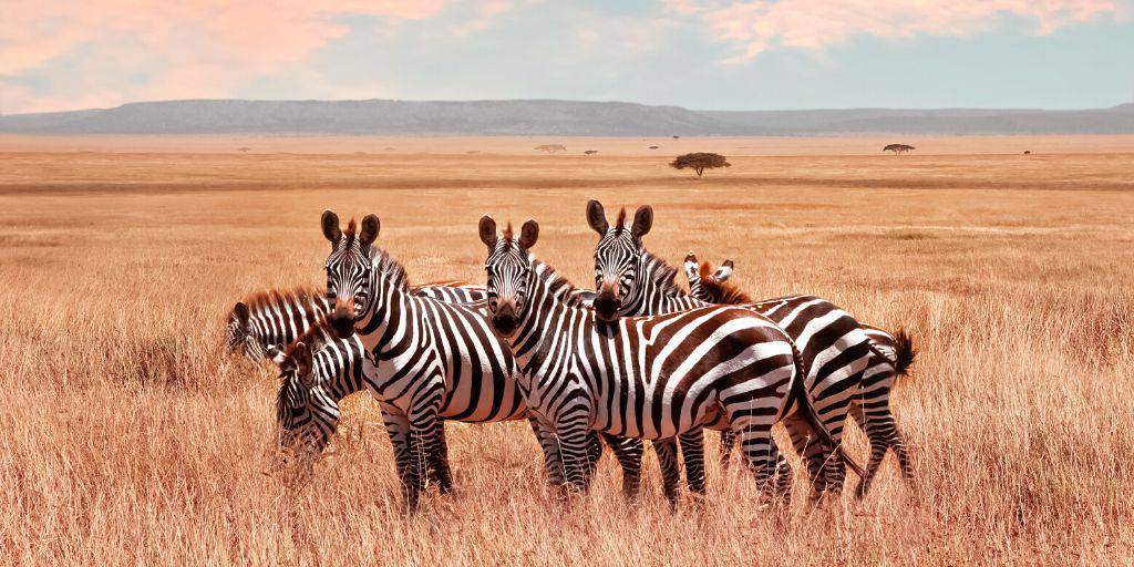 África tiene mucho que ofrecer. Con nuestro viaje de luna de miel en Kenia y playas de Zanzíbar podremos hacer un safari por la Reserva Masai Mara y relajarnos en las playas de Zanzíbar. 3