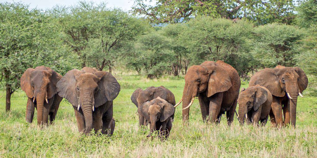 Descubre la esencia de África con este viaje a Tanzania con safari a Parque Nacional de Serengeti y Ngorongoro. Vive la aventura y observa de cerca la salvaje fauna africana. 5