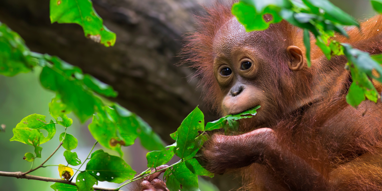 Viaje a Bali y Java con orangutanes de Borneo