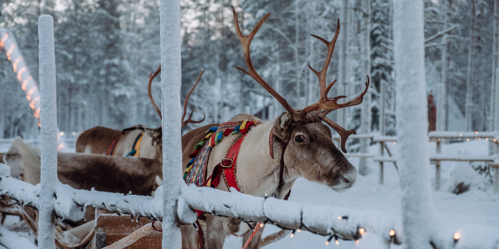 Nuestro viaje a Finlandia de 5 días te llevará a vivir el invierno de manera única en Laponia, el hogar de Papa Noel y las auroras boreales. 6