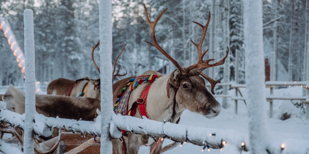 Nuestro viaje a Finlandia de 5 días te llevará a vivir el invierno de manera única en Laponia, el hogar de Papa Noel y las auroras boreales. 1