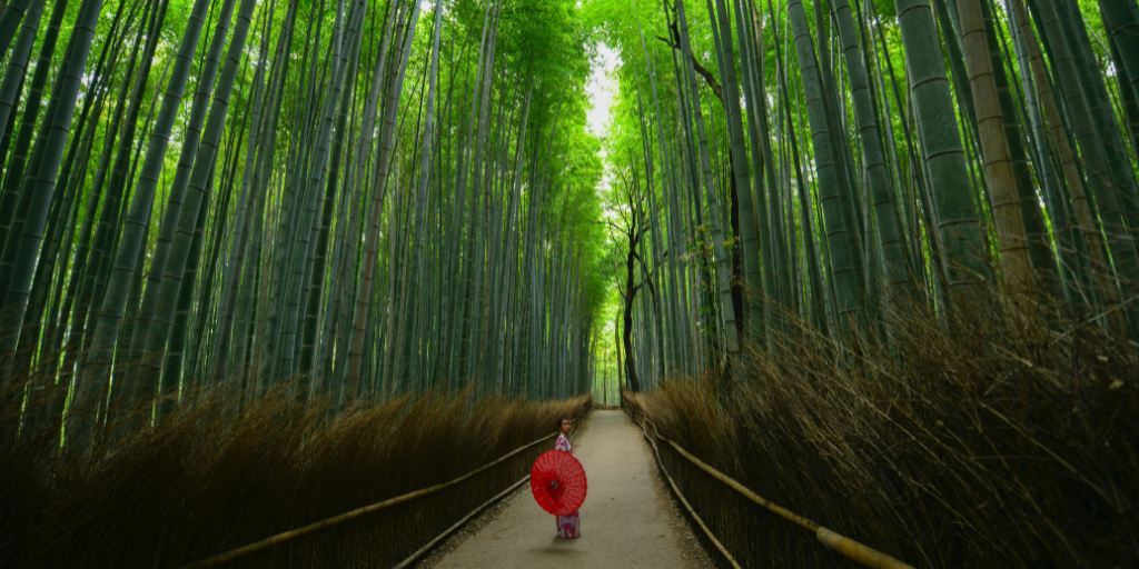 Con este viaje a Japón conocerás lo esencial del país. Tokio fusiona paisajes urbanos con jardines imperiales, Kioto conserva toda su tradición y en Osaka podrás conocer los ciervos de Nara. 3
