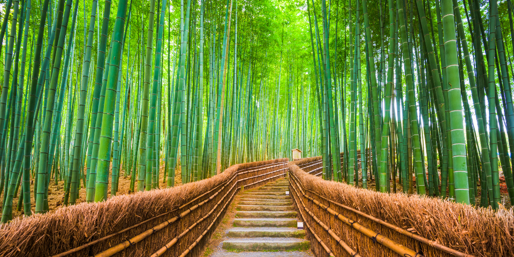 Con este viaje a Japón de 15 días vivirás un contraste de modernidad y tradición en Tokio. Conoce los bellos bosques de bambú en Kioto y recorre la ruta sagrada del Camino de Kumano. 2