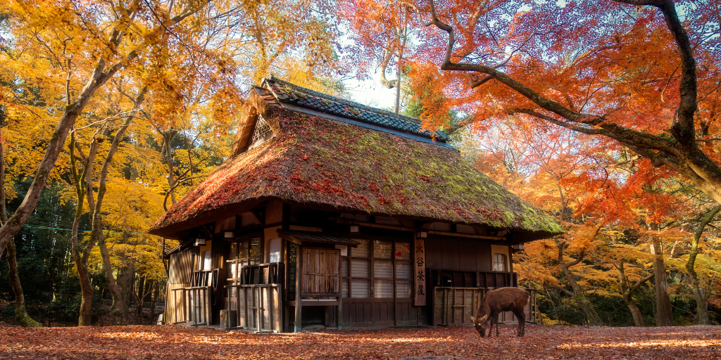 Descubre el Japón más tradicional mientras conoces la vibrante Tokio. Viaja entre las montañas hasta Hakone y recorre en barco el Lago Ashi. Finaliza tu viaje en Kioto, hogar de los ciervos sagrados. 3