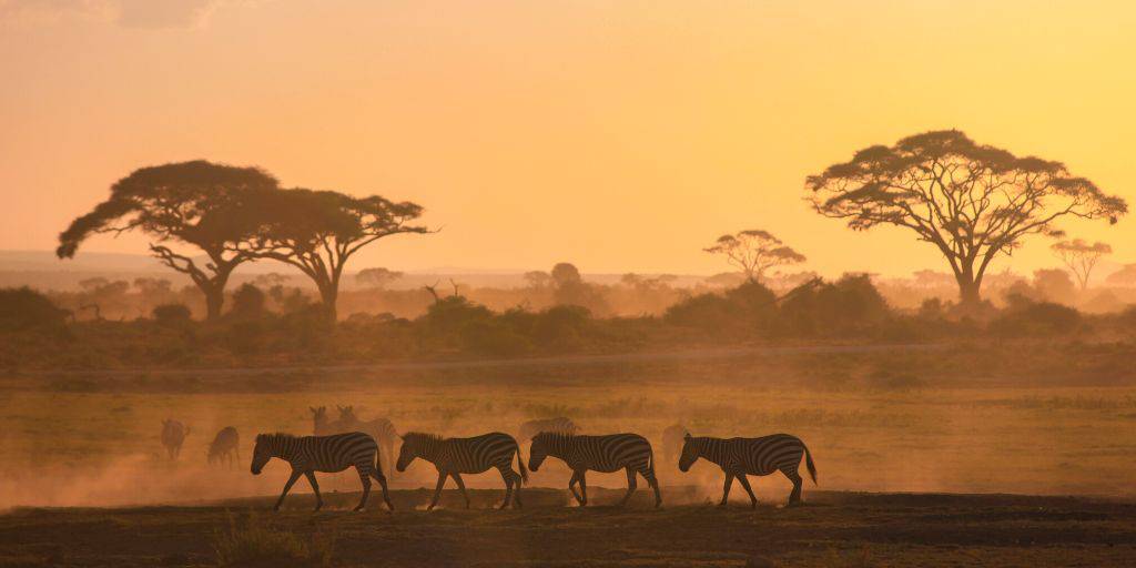 Sumérgete en África con este viaje organizado con safari por Kenia. Estos 7 días recorreremos Samburu, Aberdare, el lago Nakuru y Masái Mara 6