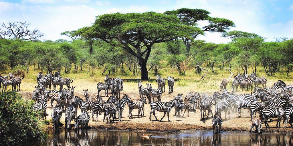 Sabanas de película, animales impresionantes, Mombasa... Conoce esto y más con este viaje de safari por Kenia y sus playas de 10 días. 2