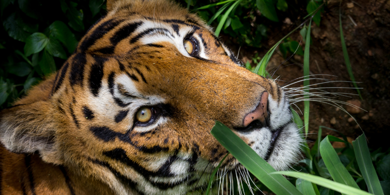 Viaje a Nepal con jungla de Chitwan: hogar del tigre de Bengala