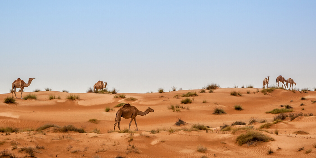 Viajar a Omán durante 8 días te permitirá conocer la joya de Arabia. Recorre las calles del zoco de Mascate, disfruta de una aventura en el desierto Wahiba y vive una experiencia única con tortugas. 1