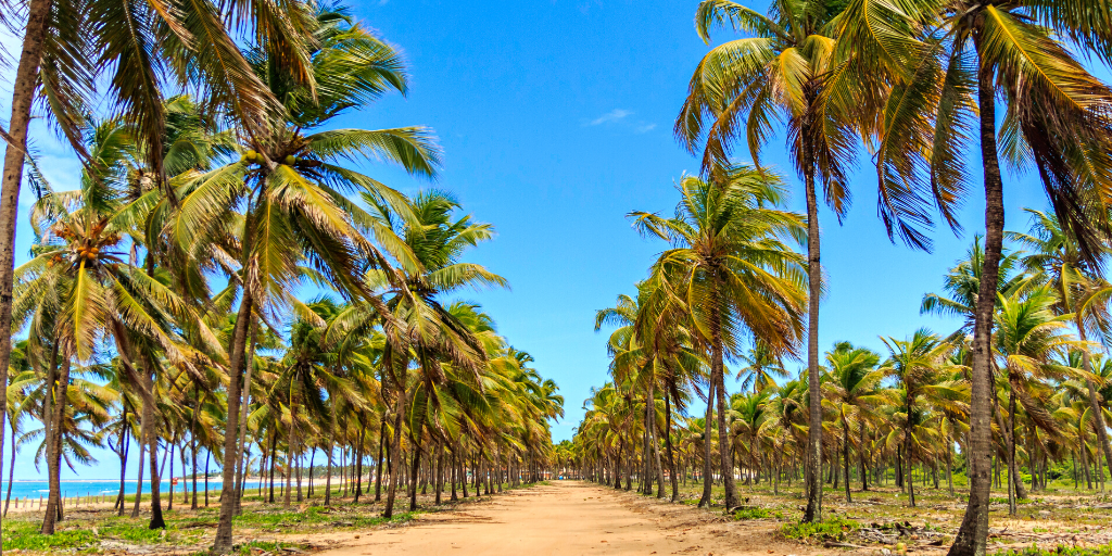 Con este Viaje al nordeste de Brasil en todo incluido podrás relajarte, bucear y explorar las fascinantes playas de este paraíso. 6
