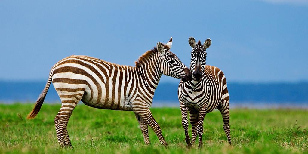 Este Safari en Kenia de 7 días te llevará por el corazón de África. Durante una semana, disfrutaremos de los safaris más impresionantes. 1