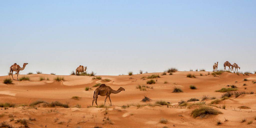 Un viaje combinado a Omán y Dubái para conocer las joyas arábigas y explorar los desiertos en safari. Visita las bellas mezquitas de Mascate y Abu Dhabi y recorre las dunas en 4x4. 4