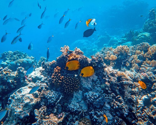 Gran Barrera de Coral