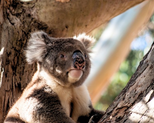 Imprescindibles de Australia