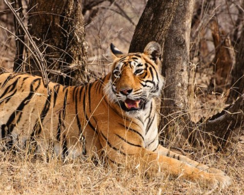 Ranthambore