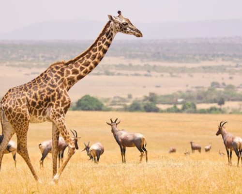La Reserva Nacional Masai Mara