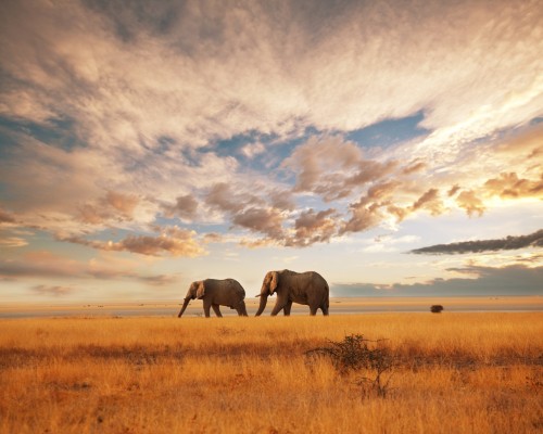 Imprescindibles de Kenia