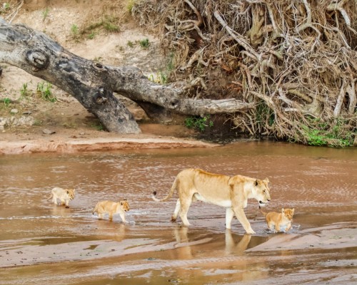 Parque Nacional de Amboseli