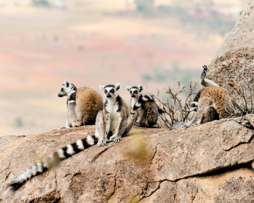 Fauna