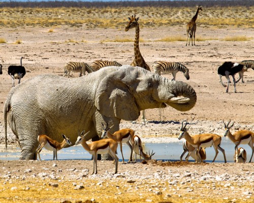 Etosha