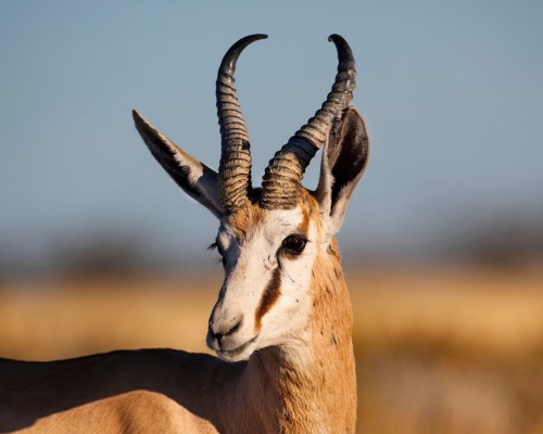 Imprescindibles de Namibia