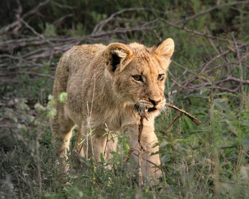 Parque Nacional Kruger